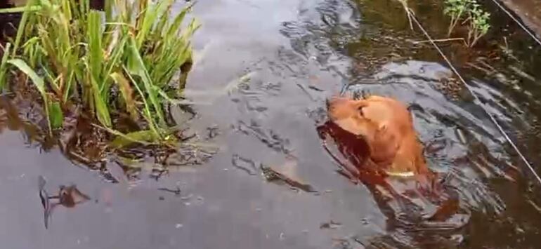 Perro nada en cuerpo en un campo ganadero inundado por las aguas de lluvias.