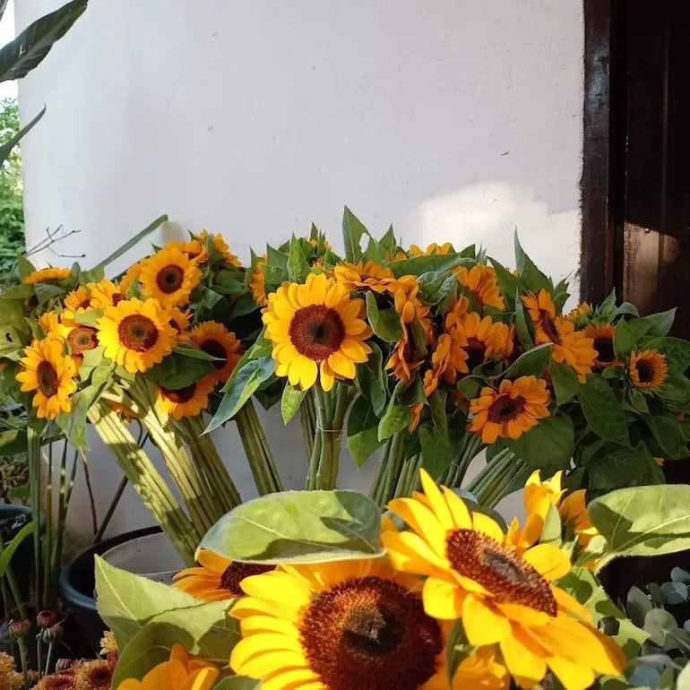Ramos de girasoles en colores amarillos y marrones dispuestos en un entorno iluminado y fresco.