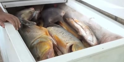 Congelador blanco con varios tipos de pescado, incluido un pez gato, con un brazo humano sosteniéndolo.