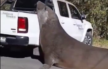 Elefante marino en Argentina causó el corte de una ruta.