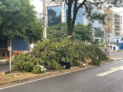 Arbusto caído en la acera de una calle húmeda, sin personas visibles en un entorno urbano.
