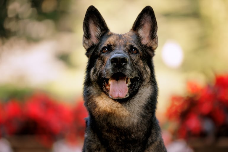 Perros pastor alemán.