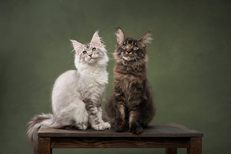Dos gatos de la raza Maine Coon.