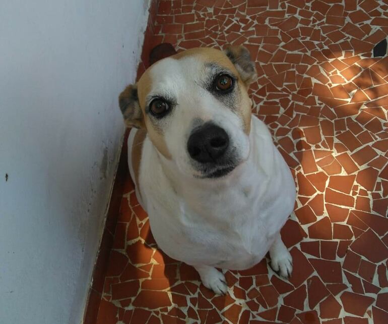 'Nina', la perrita que conmovió en redes tras ser víctima de un ladrón.