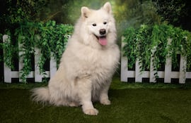 Perro de la raza Samoyedo.