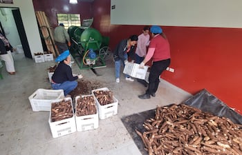 Seis trabajadores en ambiente interior. Mujer observando mientras otros manipulan yuca en el suelo y transportan cajas blancas.