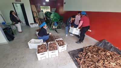 Seis trabajadores en ambiente interior. Mujer observando mientras otros manipulan yuca en el suelo y transportan cajas blancas.