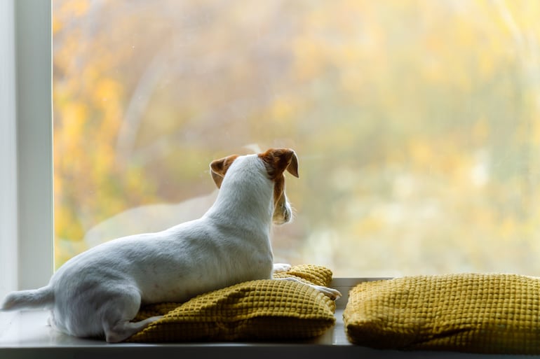 Perro solo en casa.