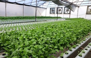 El invernadero lleva el nombre de Chaco Fresh y dentro de la producción se puede apreciar como principal hortaliza la lechuga, distinguiéndose las variedades crespa, verde y morada.