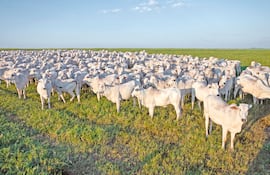Sostenibilidad del rubro ganadero: retención de vientres y más animales en el campo
