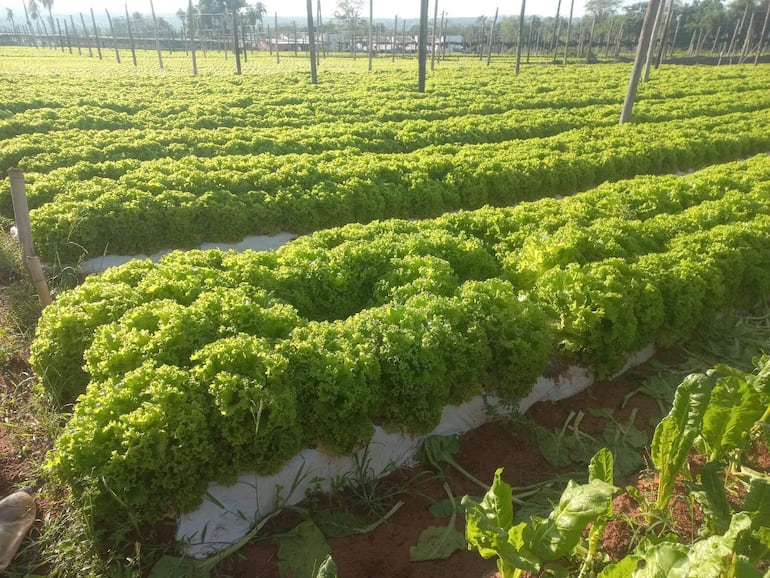 Gran cantidad de lechuga para ser cosechada, pero no se tiene mercado y los productores están tirando.