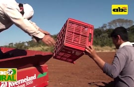 Abc Rural: Cómo es el cultivo mecanizado de papa