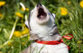 Perro Husky Siberiano.