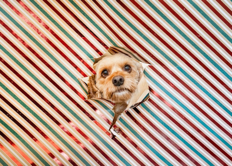 Mascotas en la foto de Navidad.