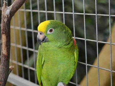 La tenencia de animales silvestres está regulada por el Ministerio del Ambiente. Los propietarios deben pagar hasta G.1.000.000 para estar en regla.