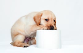 Cachorro.