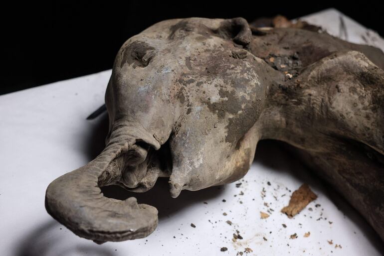 Científicos rusos realizan una necropsia a Yana, una cría de mamut de 130.000 años hallada en perfecto estado. El análisis “nos permite estudiar el pasado de nuestro planeta”, dice Artemi Goncharov, experto en genómica del Instituto de Medicina Experimental.