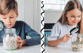 Influencia de la luz en la germinación de las semillas.