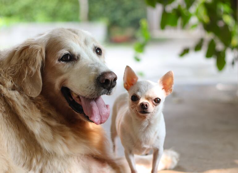 Perro golden retriever y chihuahua.