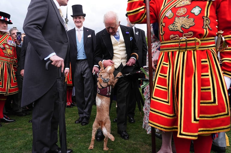 El rey Carlos III de Gran Bretaña conversa con Vegas, un perro de asistencia auditiva entrenado por la organización benéfica Hearing Dogs for Deaf People, mientras saluda a los invitados durante una fiesta real en los jardines del Palacio de Buckingham, en Londres. (Aaron Chown / POOL / AFP)