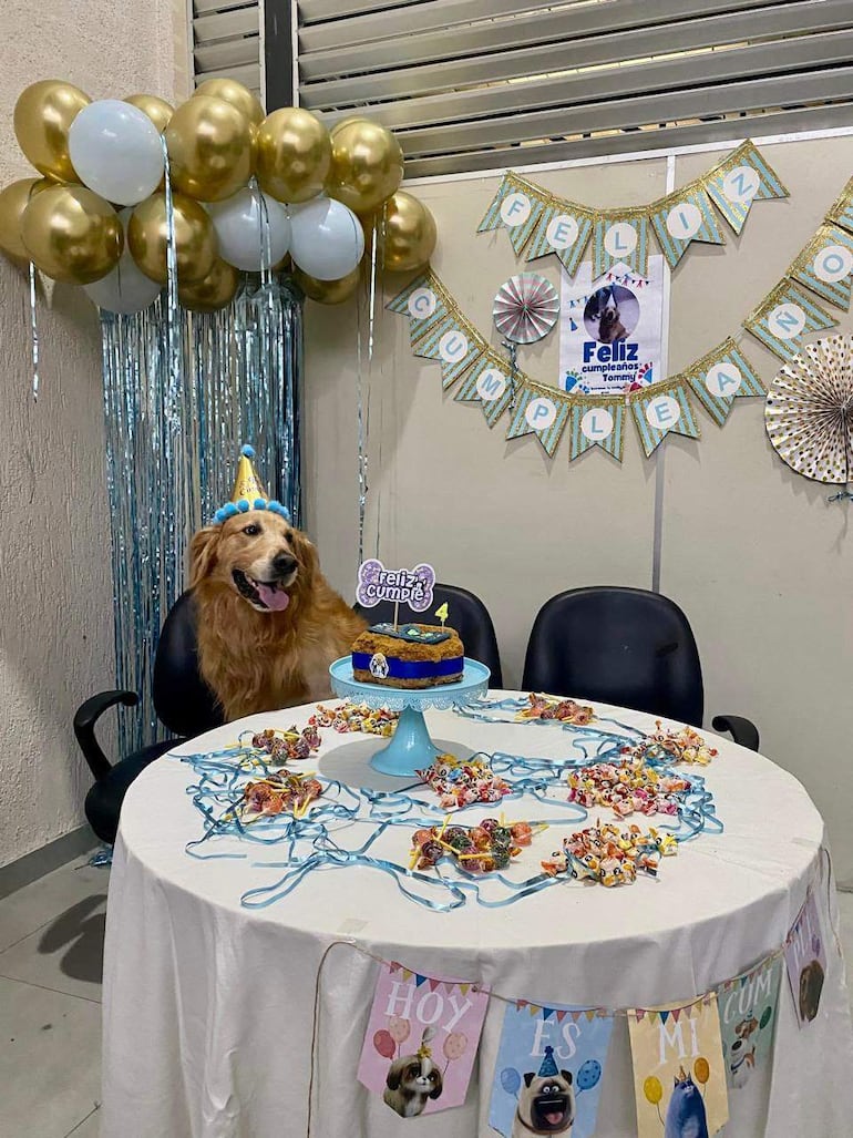 Golden retriever Tommy sentado con gorro de cumpleaños junto a una torta decorada, en un ambiente festivo con globos.