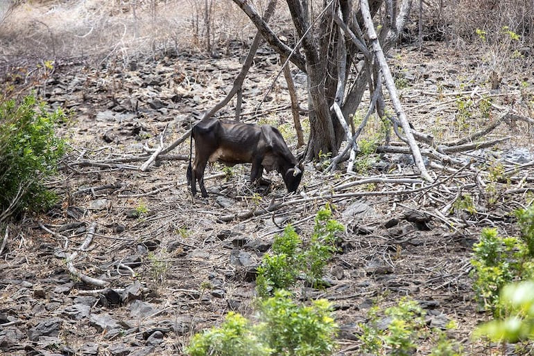 Una vaca busca alimento en un potrero sin pasto este lunes, en Teustepe (Nicaragua). El cambio climático afecta la producción ganadera en Nicaragua a través de olas de calor extremo y sequías prolongadas, provocando estrés térmico en los animales, escasez de pasto y agua, proliferación de enfermedades, y una notable reducción en el rendimiento de carne y leche.