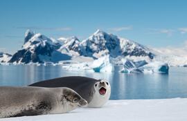 Dos Focas de Weddell en la Antártida.
