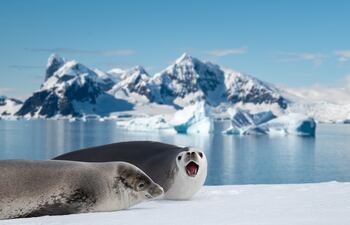 Dos Focas de Weddell en la Antártida.