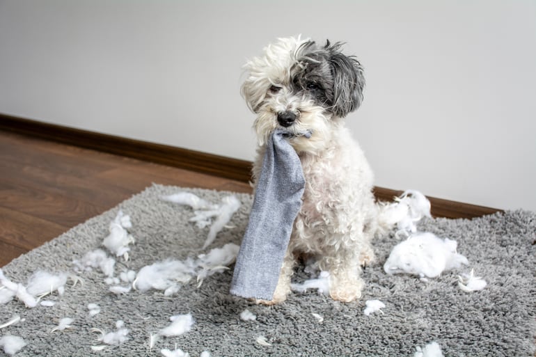 Perro destructivo solo en casa.