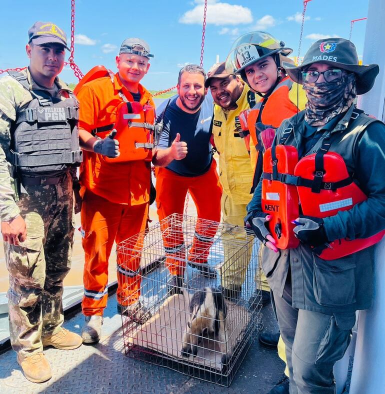 Rescatan a oso melero que abordó un remolcador en San Antonio. Bomberos, técnicos del Mades y la Armada colaboraron tras el pedido de los tripulantes.
