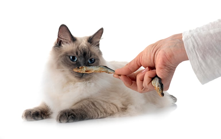 Gato y pescado.