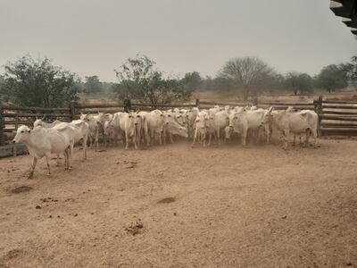 Estos son los 33 animales denunciados como robados y que fueron recuperados, para luego la Fiscalía imputar a los 8 procesados.