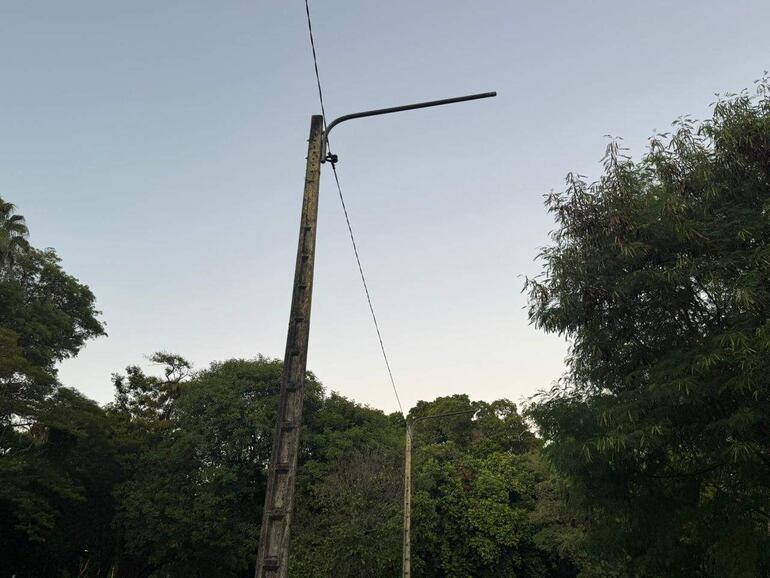 Poste de luz de madera rodeado de densa vegetación en un parque abandonado, con cielo claro al fondo.
