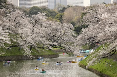 Explosión rosa en Tokio con la floración de los cerezos.