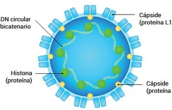 Virus del papiloma humano