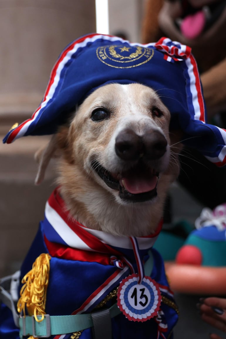 Fotografía que muestra un perro durante el desfile de la celebración del Jagua Patriota este jueves, en Asunción (Paraguay).