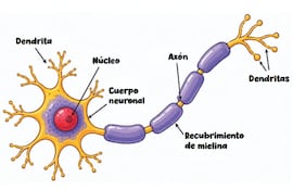 Sistema nervioso