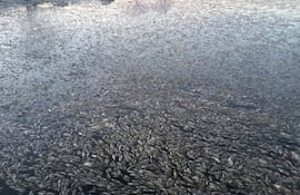 Vecinos constataron mortandad de peces en los estanques de la Essap.