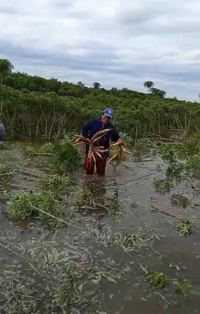 Una agricultora del distrito de Humaitá trata de salvar su producción de mandioca ante el avance del agua del río Paraguay.