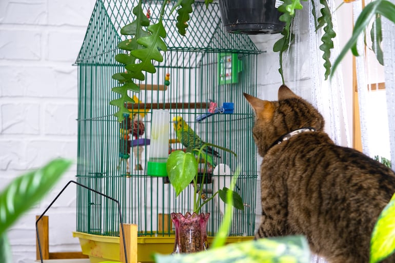 ¿Pueden convivir gatos y aves sin riesgo?