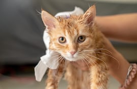 Mujer seca a su gato con un paño.