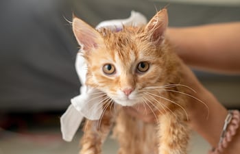 Mujer seca a su gato con un paño.