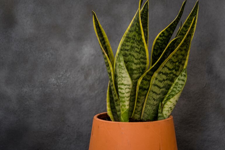 Sansevieria