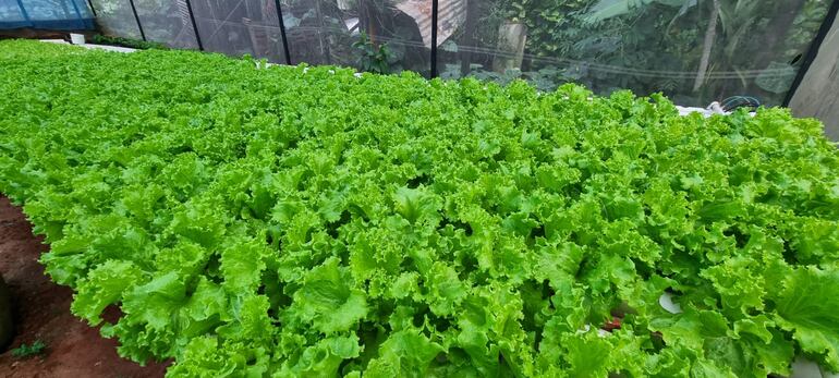 Con el método de cultivo hidropónico se garantiza un 100% de eficacia indico Cardozo.