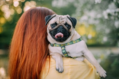 Perro de la raza pug.