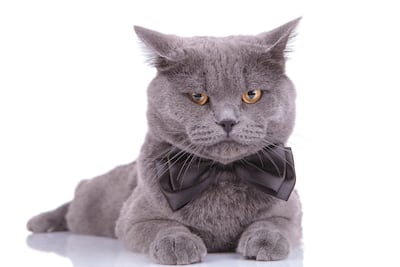 Gato British Shorthair.