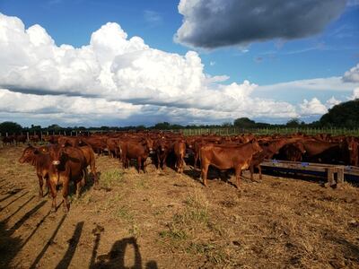 Una corrección en materia de suplementación, evita la pérdida de peso de los animales.