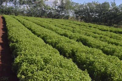 Imagen sin descripción