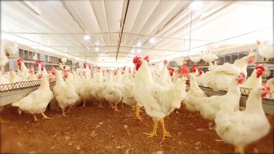 Hoy en día la genética avanza a pasos agigantados, permitiendo que un pollo de 42 días pueda tener dos kilos de peso vivo consumiendo menos de cuatro kilos de alimento.