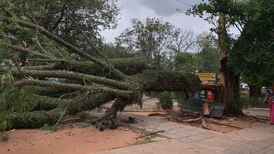 Árbol caído a consecuencia del temporal en San Lorenzo.